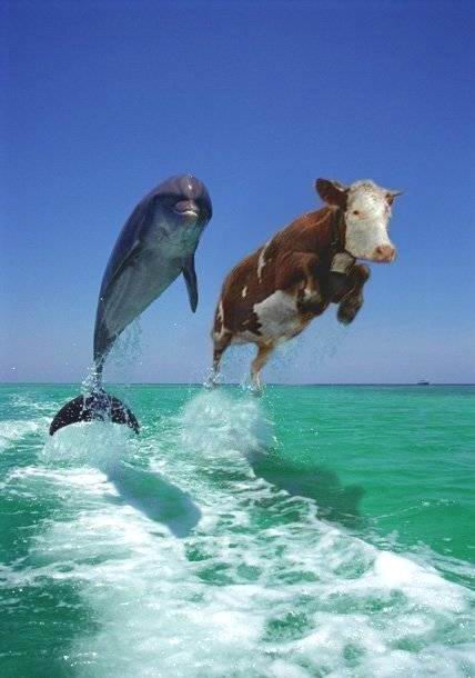 delfin.jpg