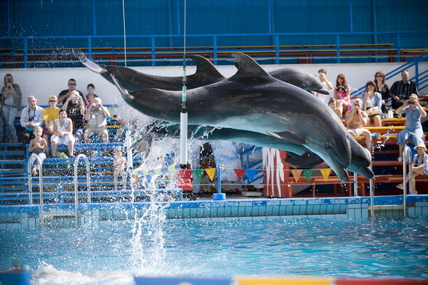 s_dolphinarium.jpg