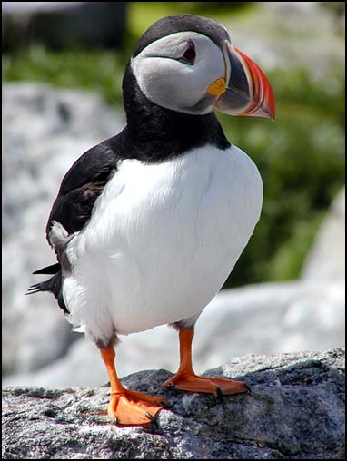 puffin1.jpg