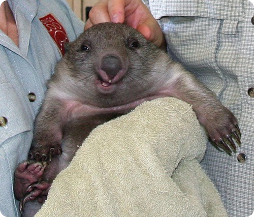 58639892-wombat11.jpg